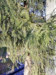 Picea obovata