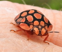 Steganocerus multipunctatus
