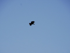 Cathartes aura