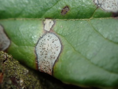 Mycosphaerella stemmatea