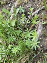 Galium sylvaticum