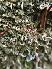 Cladonia norvegica
