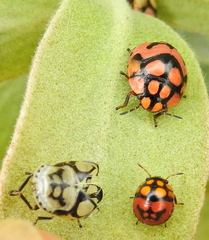 Steganocerus multipunctatus