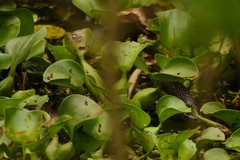 Nerodia fasciata confluens