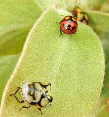 Steganocerus multipunctatus