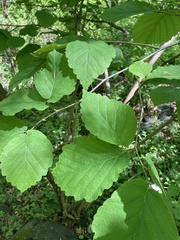 Hamamelis virginiana