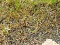 Cyperus granitophilus