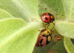 Steganocerus multipunctatus