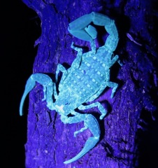 Tityus mattogrossensis