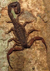 Tityus silvestris