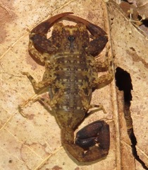Tityus mattogrossensis