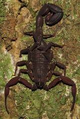 Tityus metuendus