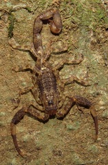 Tityus silvestris