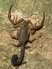 Tityus silvestris