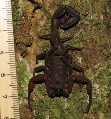 Tityus metuendus