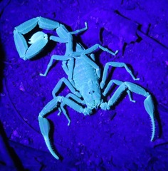 Tityus metuendus