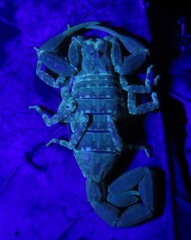 Tityus mattogrossensis