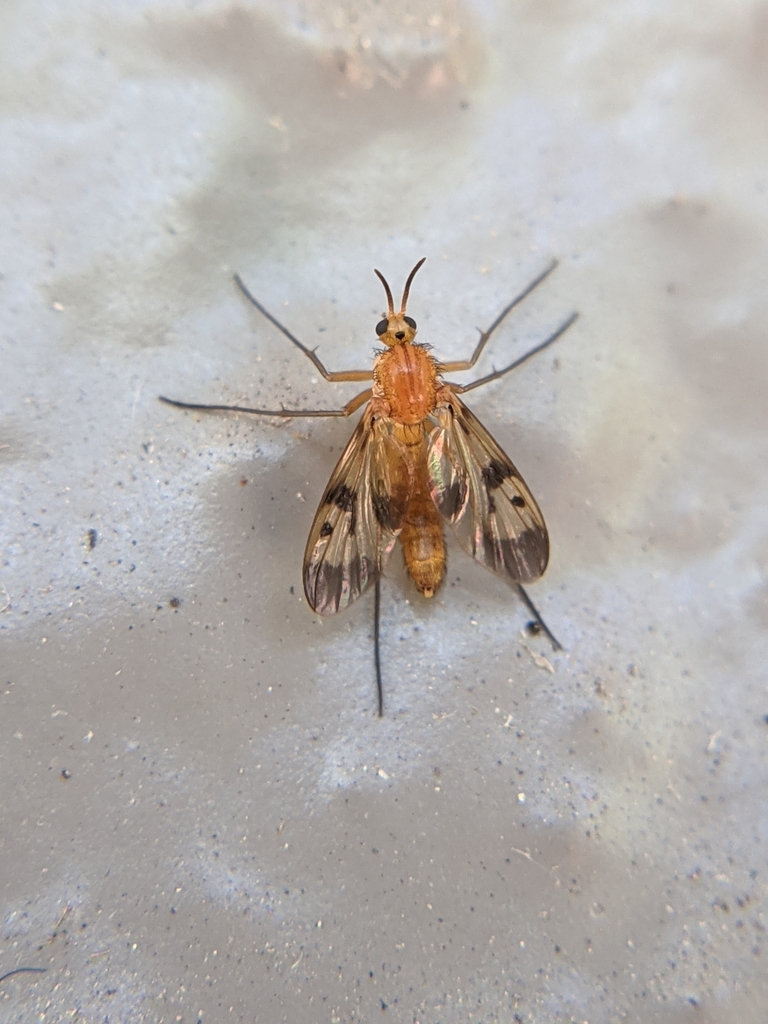 Neoempheria illustris