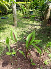 Curcuma zedoaria