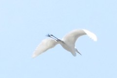 Ardea alba