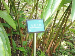 Alpinia tonrokuensis