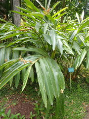 Alpinia tonrokuensis