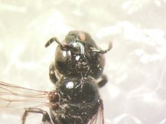 Ceratina cucurbitina