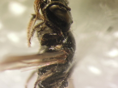 Ceratina cucurbitina