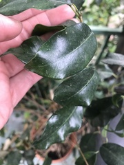 Ficus benjamina