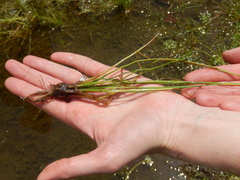 Isoetes melanopoda