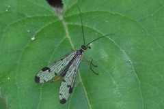 Panorpa connexa