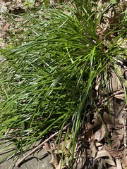 Zephyranthes robusta