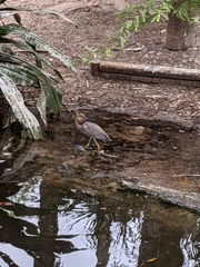 Egretta tricolor image