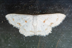 Idaea tacturata