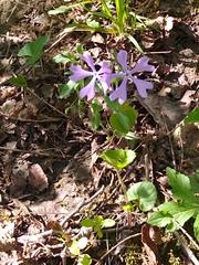 Phlox divaricata divaricata