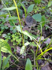 Phlox divaricata divaricata