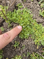 Nemophila pedunculata
