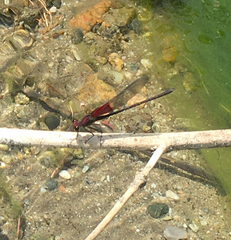 Hetaerina americana