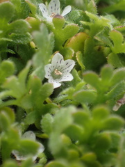 Nemophila pedunculata