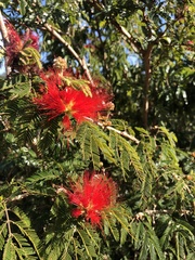 Calliandra tweediei