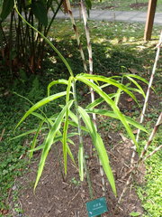 Costus stenophyllus