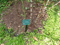 Costus stenophyllus