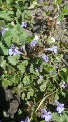 Glechoma hederacea