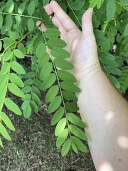 Robinia pseudoacacia