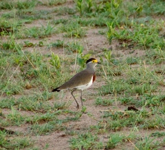 Vanellus superciliosus