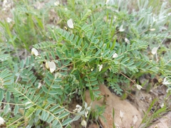 Astragalus guttatus
