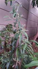 Buddleja salviifolia