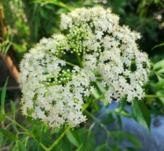 Sambucus canadensis image