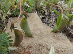 Astragalus guttatus