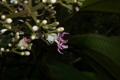 Miconia coronata